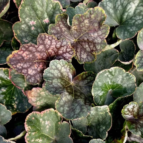 Heuchera beauty colour - heuchera, colour'