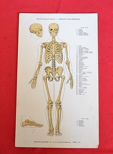 Ancienne planches d anatomie - ", d'anatomie