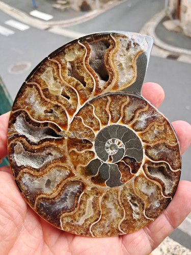 Fossile ammonite madagascar - fossile,
