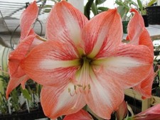 Amaryllis - Hippeastrum- Faro