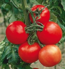 Lot De 10 Graines De Tomates