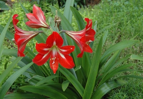 Bulb amaryllis lily - 2,