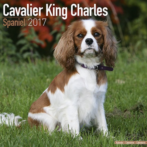 Calendrier 2017 cavalier - -,