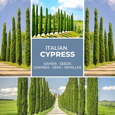 Cyprès de Pilier 100 Graines - Méditerranée - Toscane Cupressus Sempervirens