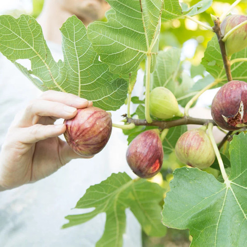 Ficus carica peretta - ficus,