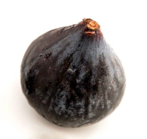 Ficus carica pantera - cv,