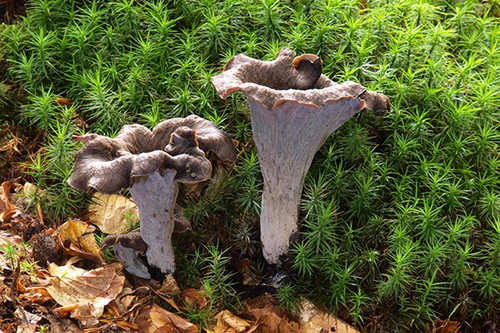 Mycélium trompette la - mycélium,