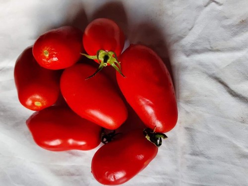 Graines tomates roma - 25,