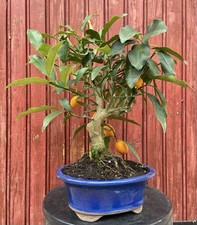 BONSAÏ AGRUME CITRUS KUMQUAT