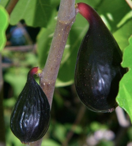 Ficus carica pantera - carica, nera