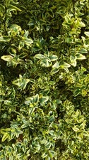 Buxus sempervirens 'Elegans' /