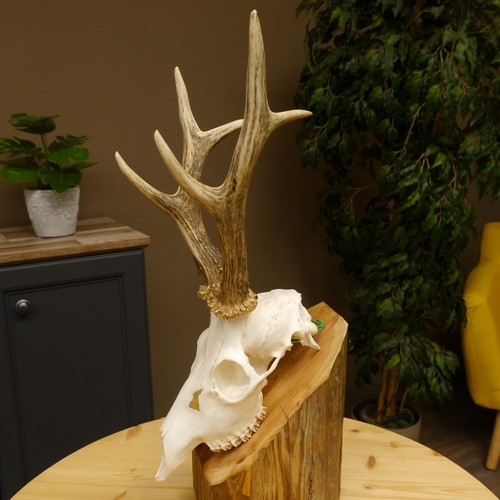 Bois cerf la chasse - cerf,