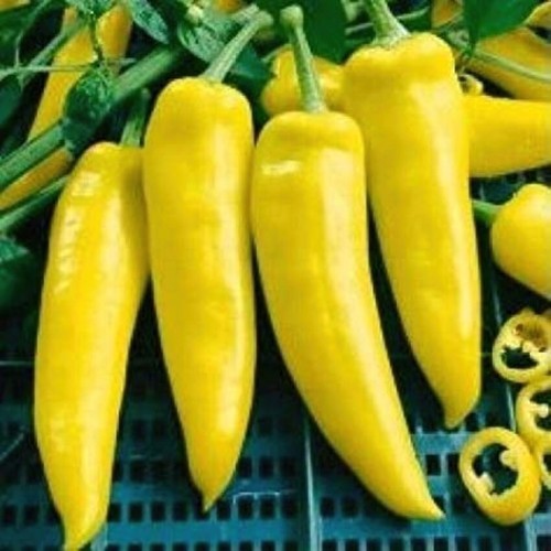 Graines chili hongroises - 30,