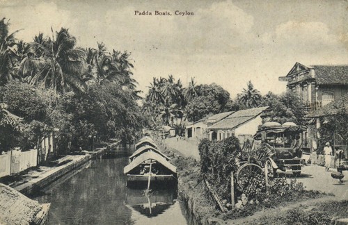 Ceylon sri lanka padda - pc,