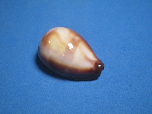 Cypraea onyx f - cypraea,