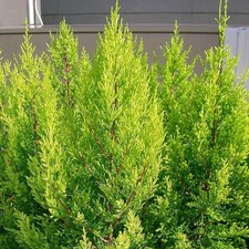 Cupressus macrocarpa 'Goldcrest' - Cyprès de Lambert doré