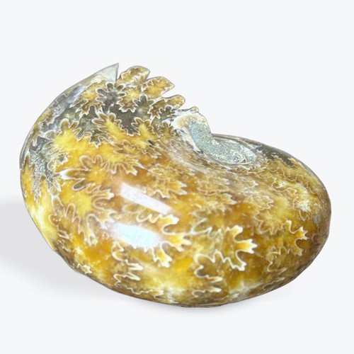 Grande ammonite magnifique - ammonite,
