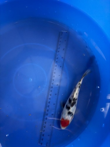 Tancho sanke import koi - ,