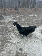 6 Ayam Cemani Hatching Eggs