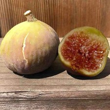 Ficus carica 'Grise de Saint Jean' - Figue Célestine