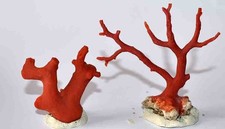  MEDITERRANEAN RED CORAL - 2 BRANCHES - 50 & 75mm - 30gr 