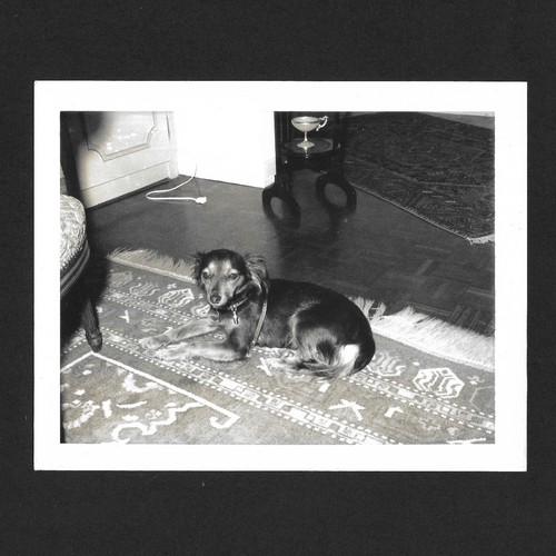 Chien allongé sur tapis - allongé,