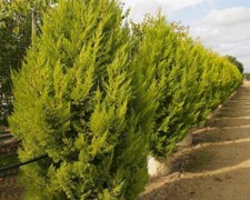 Cyprès de Monterrey - Cupressus macrocarpa - 50+ Graines - Graines - W 188