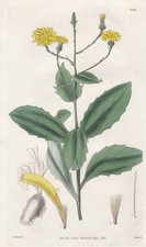 Crepis Macrorhiza Madeira