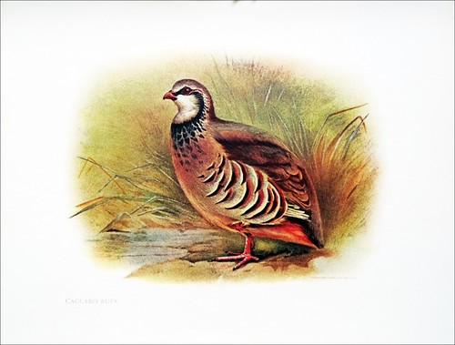 Chasse perdrix rouge - chasse,