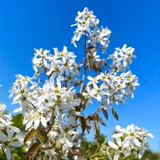 Amelanchier lamarckii |