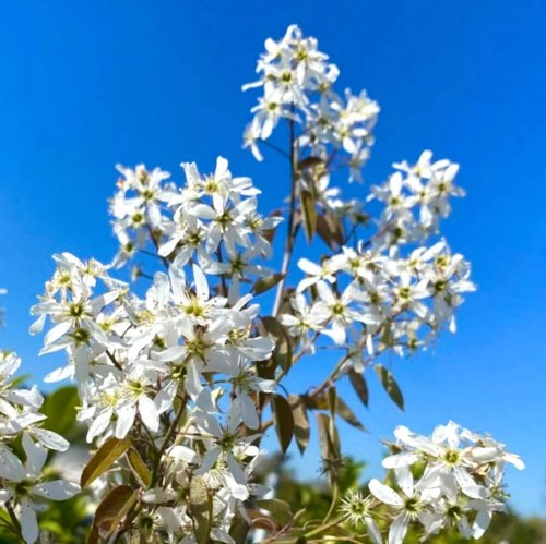 Amelanchier lamarckii 45cm - amelanchier, 20-45cm