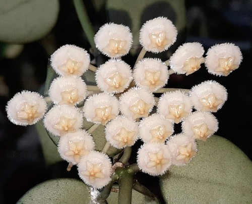 Hoya krohniana plante de - hoya,