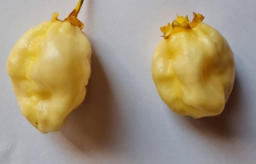 Graines piment 7pot - graines,