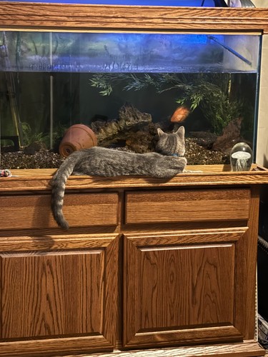 Gallon aquarium set up - aquarium,