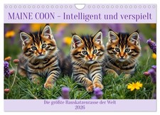 Maine Coon - Intelligent et