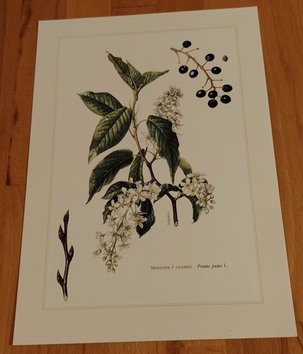 Botanique merisie planche - merisie,