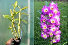 Dendrobium Comet King, orchidée, Orchid