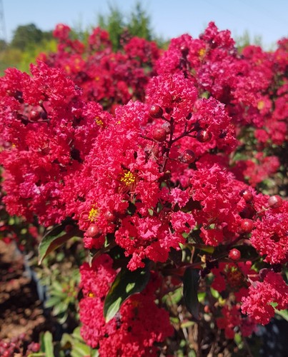 Lagerstroemia indica