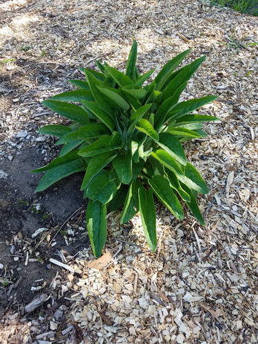 Comfrey root cuttings - comfrey,