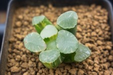 Succulent - Haworthia maughanii 'fog lens' variegate