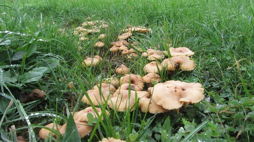 Mycélium mousserons des - mycélium,