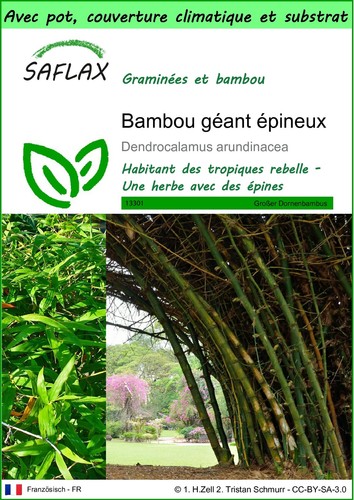 Saflax garden bambou - to,