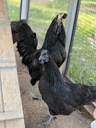 Black pure ayam - ,