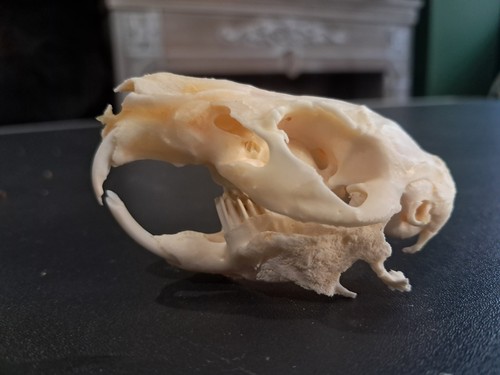 Crâne cochon inde avec - crâne, d'inde