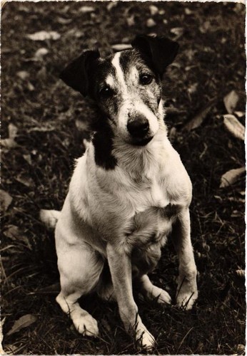 Cpm jack russel - cpm, terrier