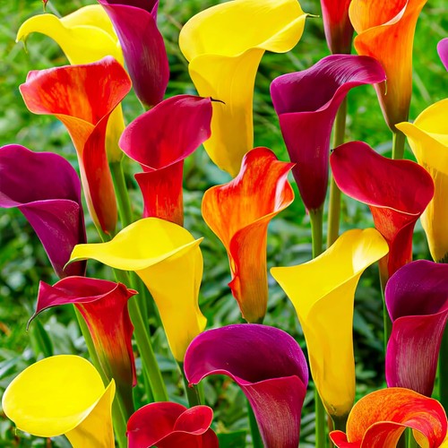 Bulbes callas rustiques - de,