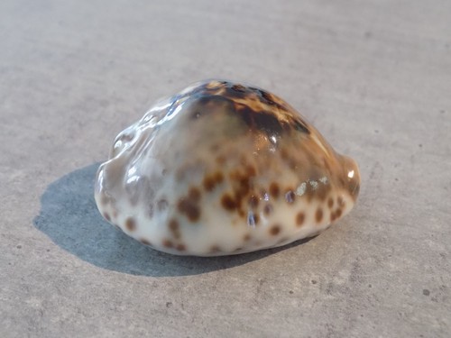 Coquillage new cypraea - coquillage, :