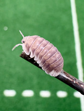 Isopodes Cubaris SP Penguin « White side » Cloporte Vivarium Terrarium Bioactif