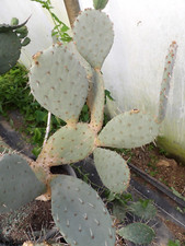 BOUTURE Opuntia  phaecantha mojavensis 1 CUTTING frosthardy outdoor cactus