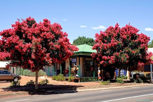 Lila des indes lagerstroemia - lila,